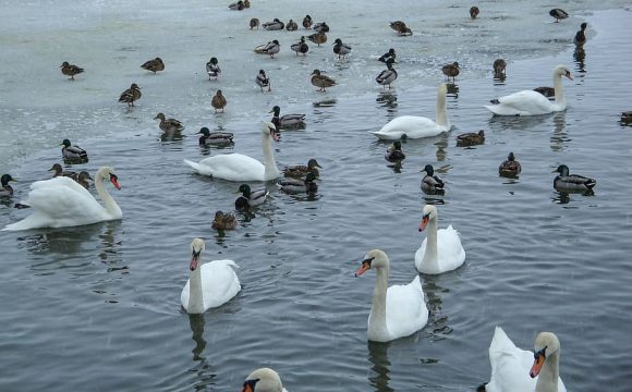 swans-ducks-pond-lake